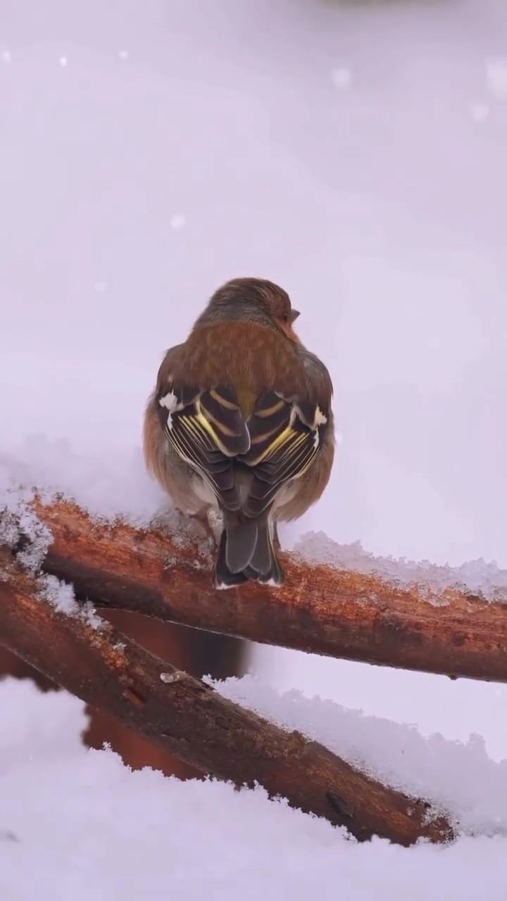 Karla kaplı Kartepe’de kızıl geyik güzelliği
