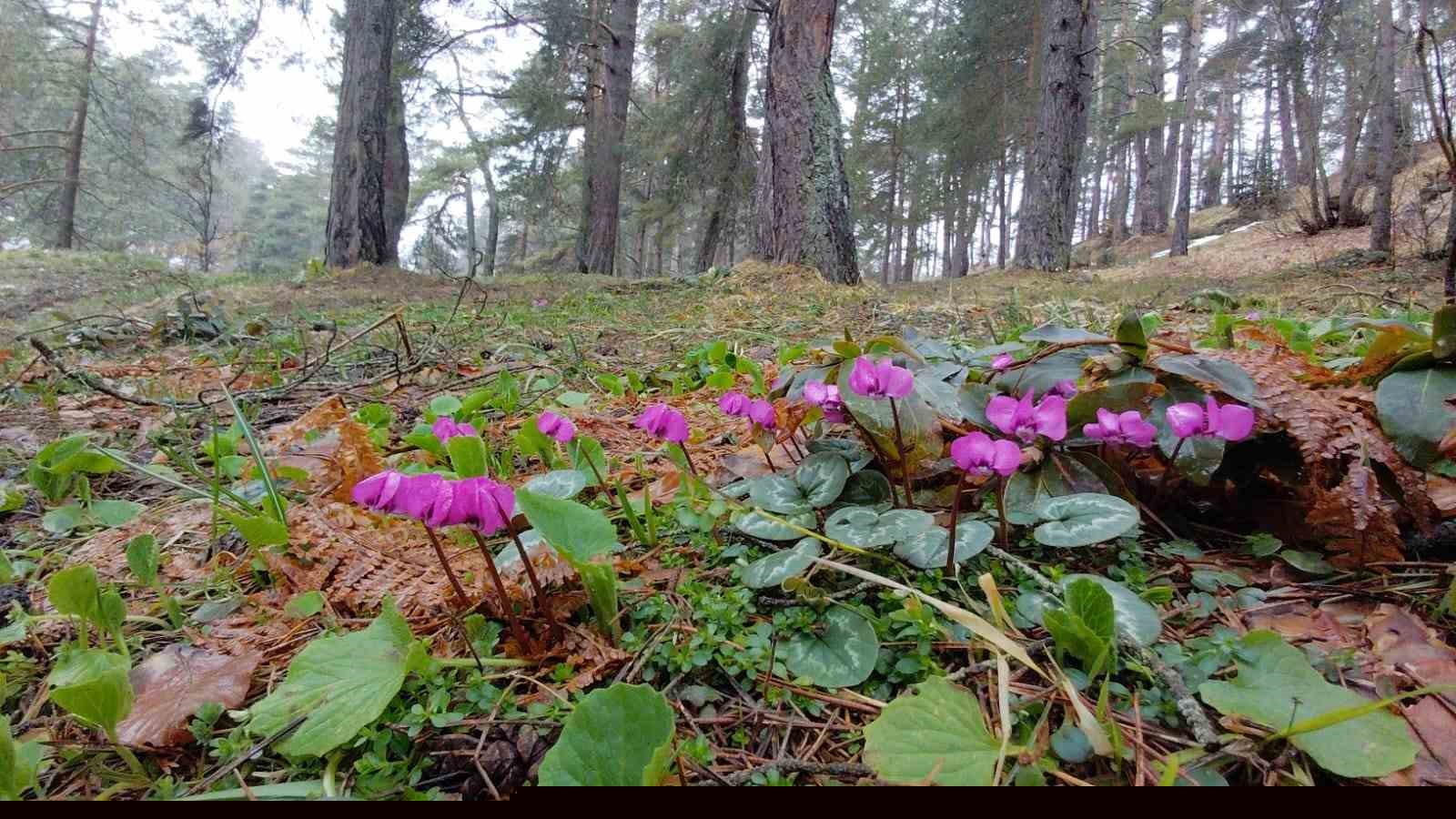 Karlar eridi, dereler coştu: Çiçekler açtı
