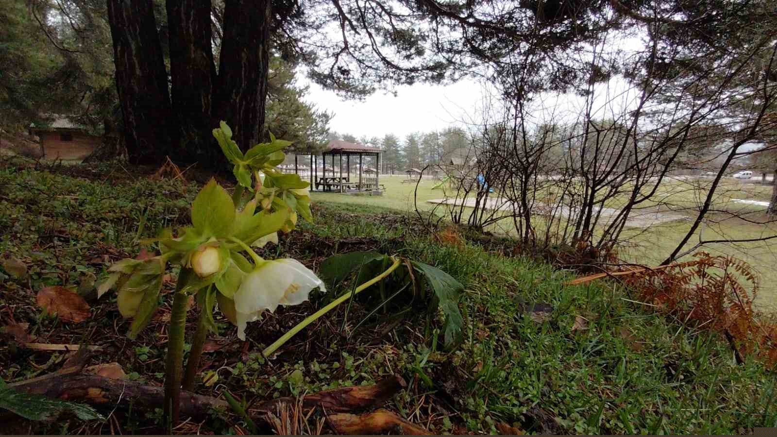 Karlar eridi, dereler coştu: Çiçekler açtı
