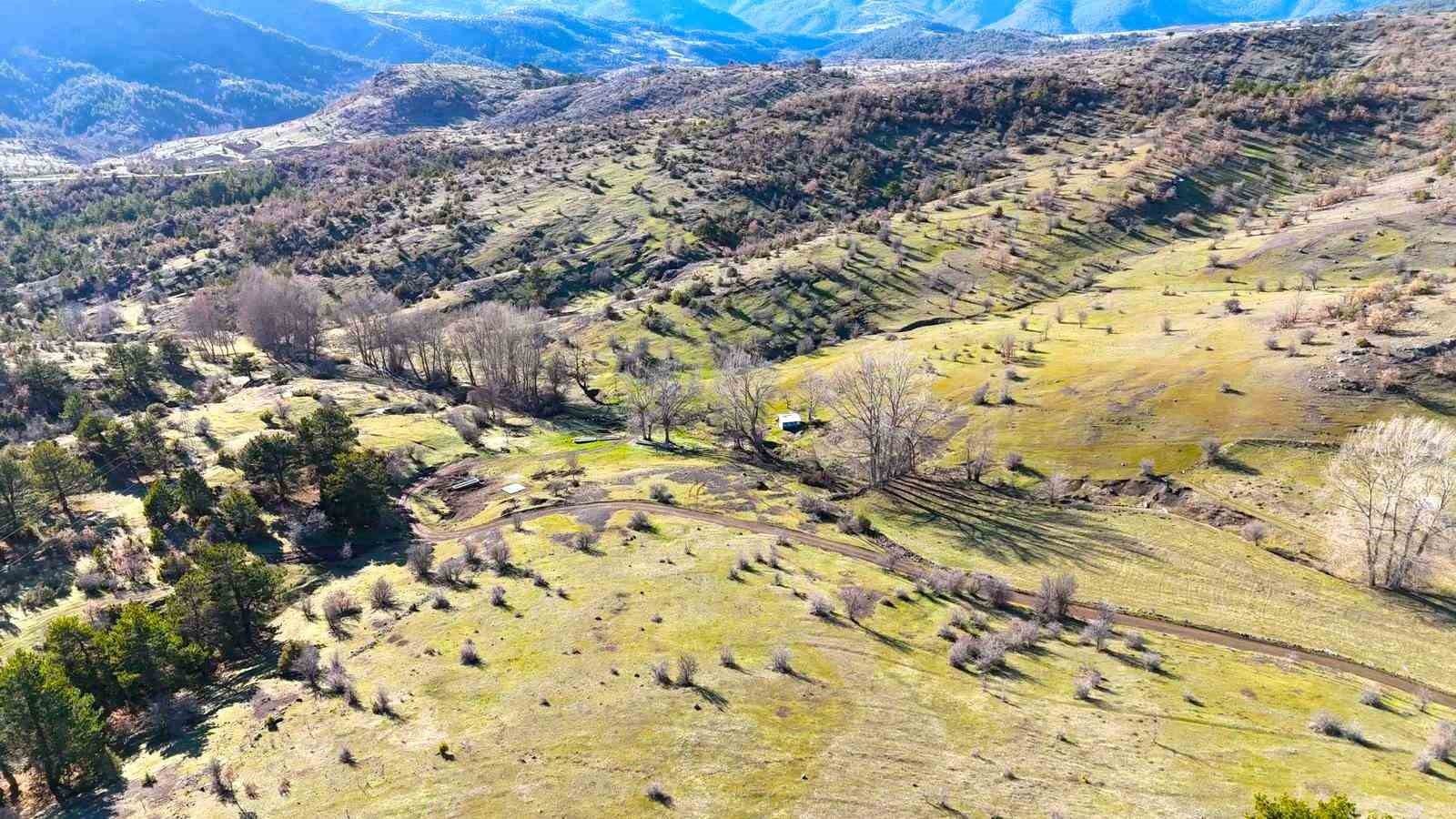 Karlar eridi, yaylalar yeşile bürünmeye başladı
