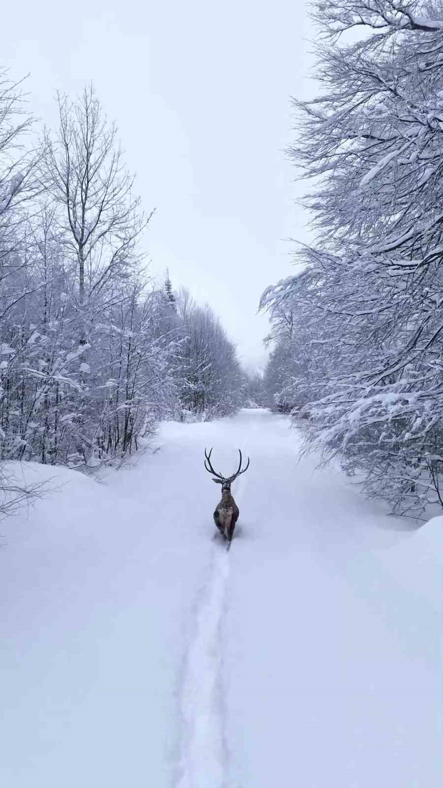 Karların arasında süzülen kızıl geyik havadan görüntülendi
