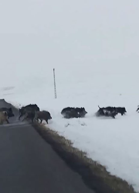 Karlı arazide ilerleyen domuz sürüsü görüntülendi
