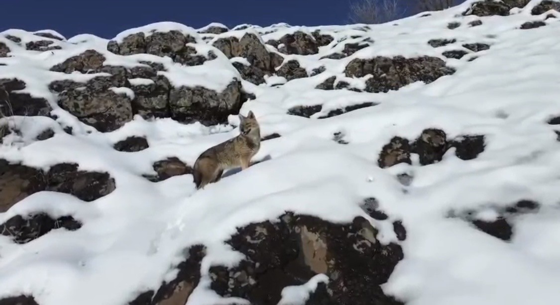 Karlı dağlık alanda yiyecek arayan kurt dronla görüntülendi
