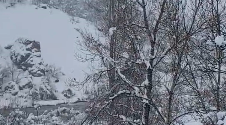 Karlı havada yiyecek arayan yaban domuzu görüntülendi
