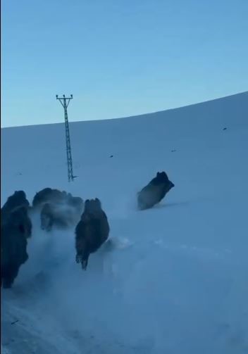 Karlı köy yolundaki domuz sürüsü kamerada

