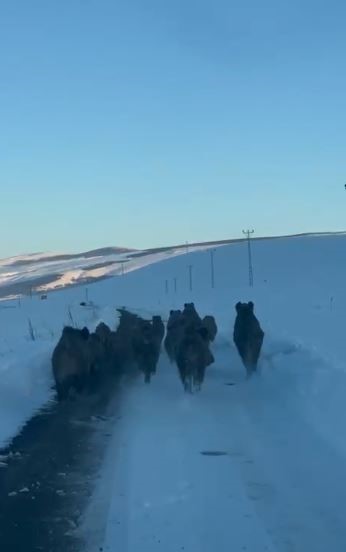 Karlı köy yolundaki domuz sürüsü kamerada
