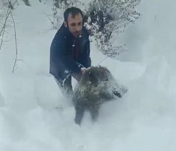 Karlı yolda domuzu elleriyle yakalayan adam konuştu: "Bir anı olsun diye yakaladım, kimseye tavsiye etmem"
