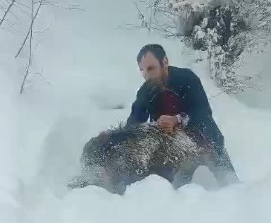 Karlı yolda domuzu elleriyle yakalayan adam konuştu: "Bir anı olsun diye yakaladım, kimseye tavsiye etmem"
