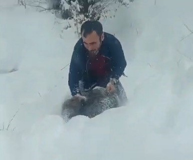 Karlı yolda domuzu elleriyle yakalayan adam konuştu: "Bir anı olsun diye yakaladım, kimseye tavsiye etmem"

