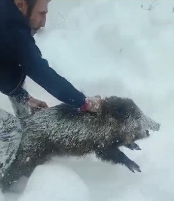 Karlı yolda domuzu elleriyle yakalayan adam konuştu: "Bir anı olsun diye yakaladım, kimseye tavsiye etmem"
