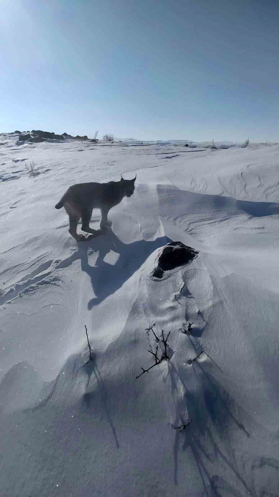 Karlıova’da nesli tükenme tehlikesi altındaki vaşak görüntülendi
