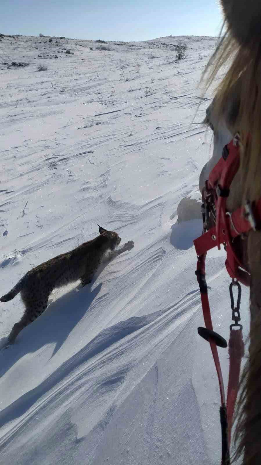 Karlıova’da nesli tükenme tehlikesi altındaki vaşak görüntülendi
