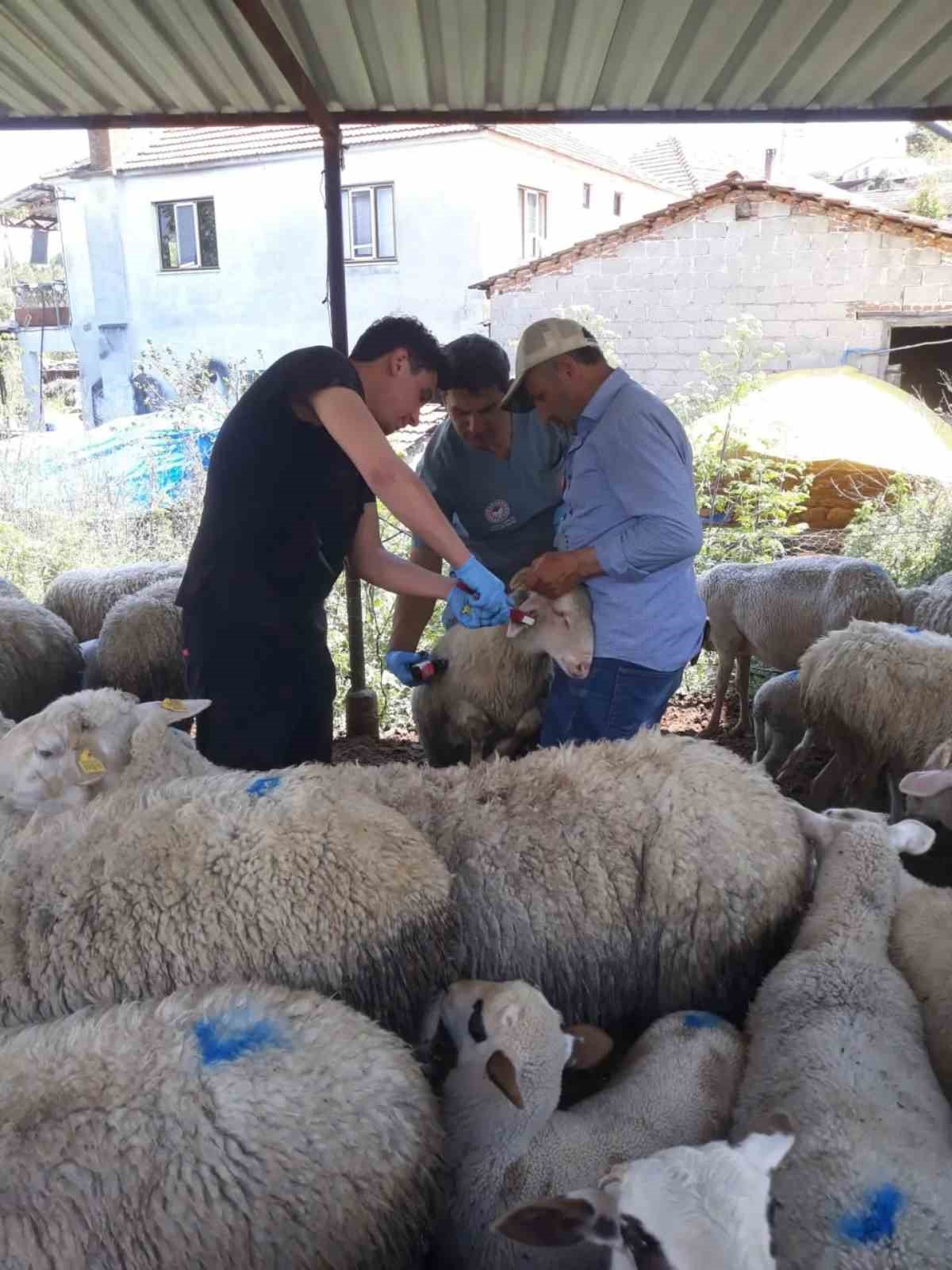 Karpuzlu’da küçükbaş hayvanlar kayıt altına alınıyor
