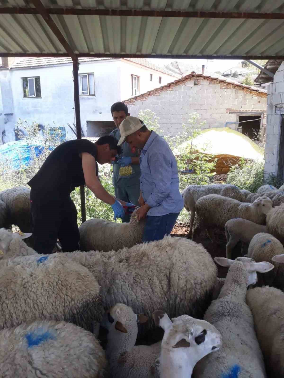 Karpuzlu’da küçükbaş hayvanlar kayıt altına alınıyor
