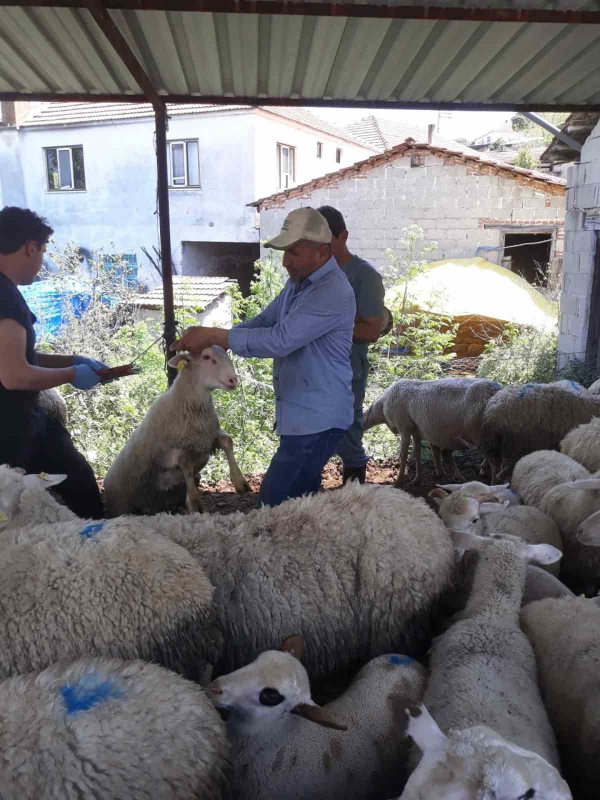 Karpuzlu’da küçükbaş hayvanlar kayıt altına alınıyor
