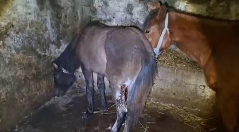 Kars’ta 15 atı ayaklarından vurdular
