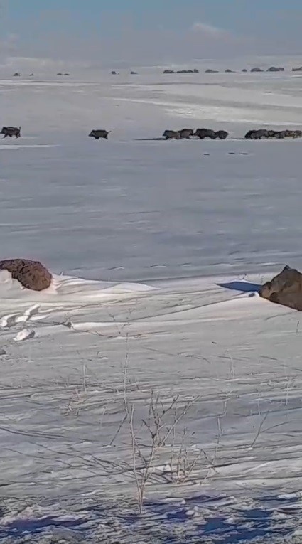 Kars’ta aç kalan yaban domuzları yerleşim yerlerine indi
