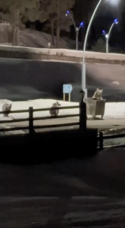 Kars’ta anne ayı ve yavrularının çöp konteynırı mesaisi kamerada
