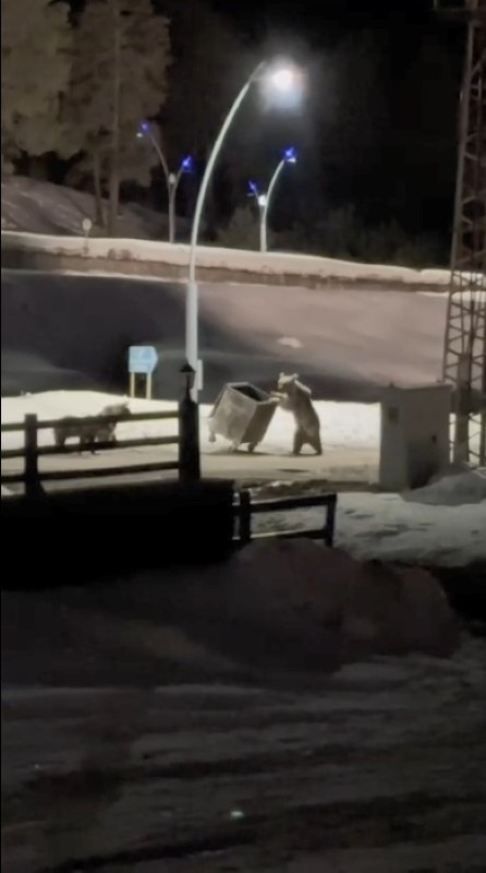 Kars’ta anne ayı ve yavrularının çöp konteynırı mesaisi kamerada
