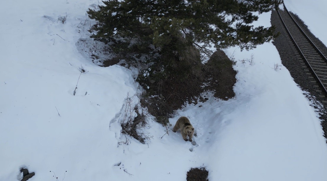 Kars’ta drone ile karşılaşan boz ayı kamerada: Merak, tedirginlik ve kaçış
