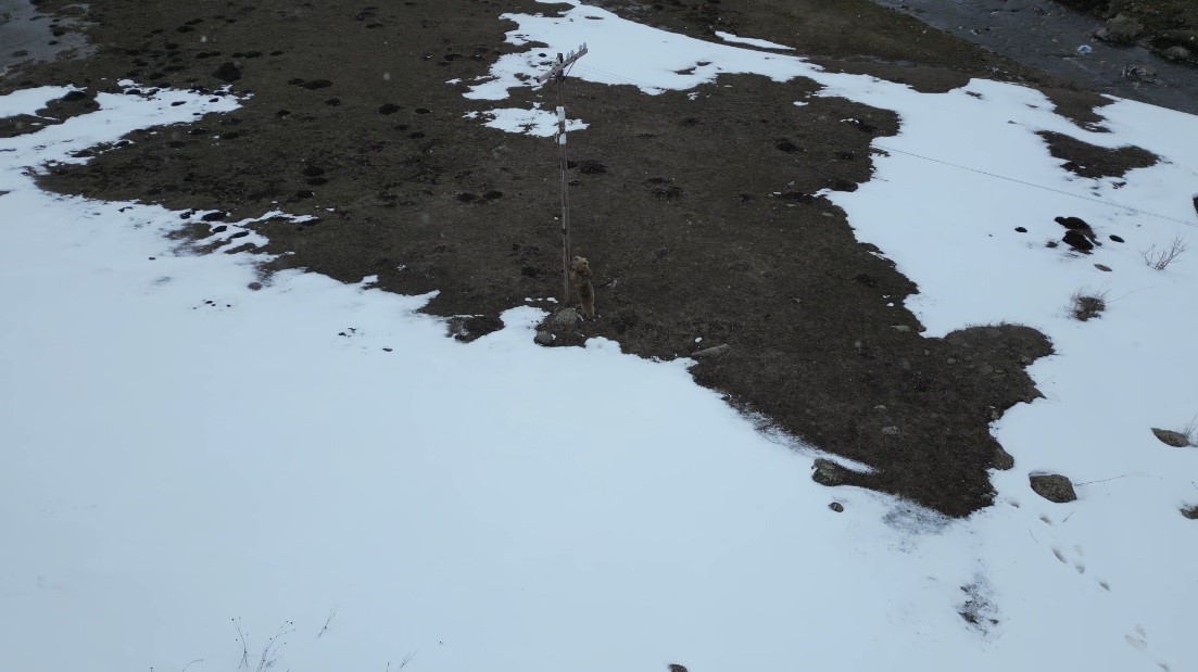 Kars’ta drone ile karşılaşan boz ayı kamerada: Merak, tedirginlik ve kaçış
