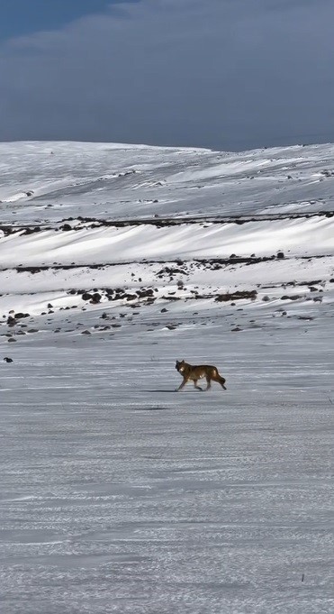 Kars’ta hareket halindeki aracı takip eden kurt kameraya yansıdı
