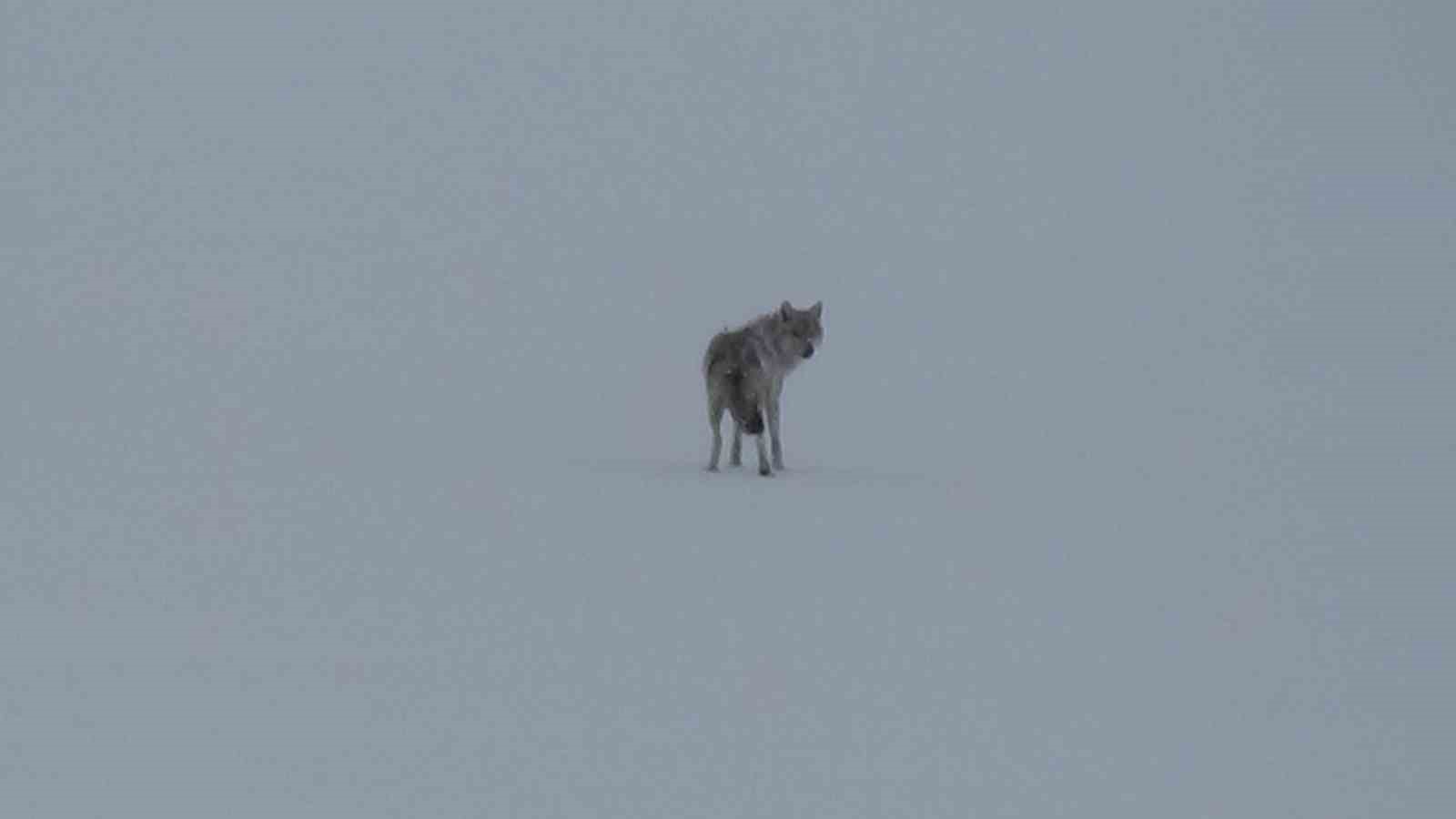 Kars’ta karla kaplı arazide yalnız kurt: Kamerayı fark edince gözden kayboldu
