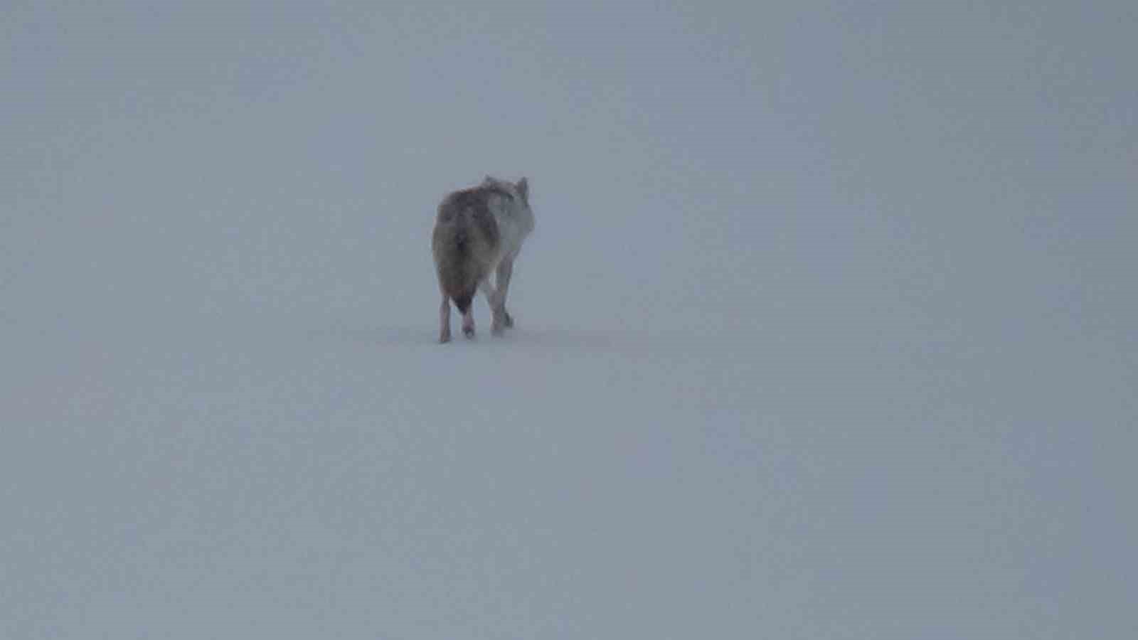 Kars’ta karla kaplı arazide yalnız kurt: Kamerayı fark edince gözden kayboldu
