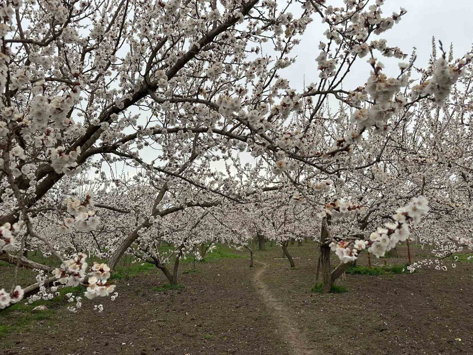 Kars’ta kayısı bahçeleri beyaza büründü: Bereketli sezon umudu
