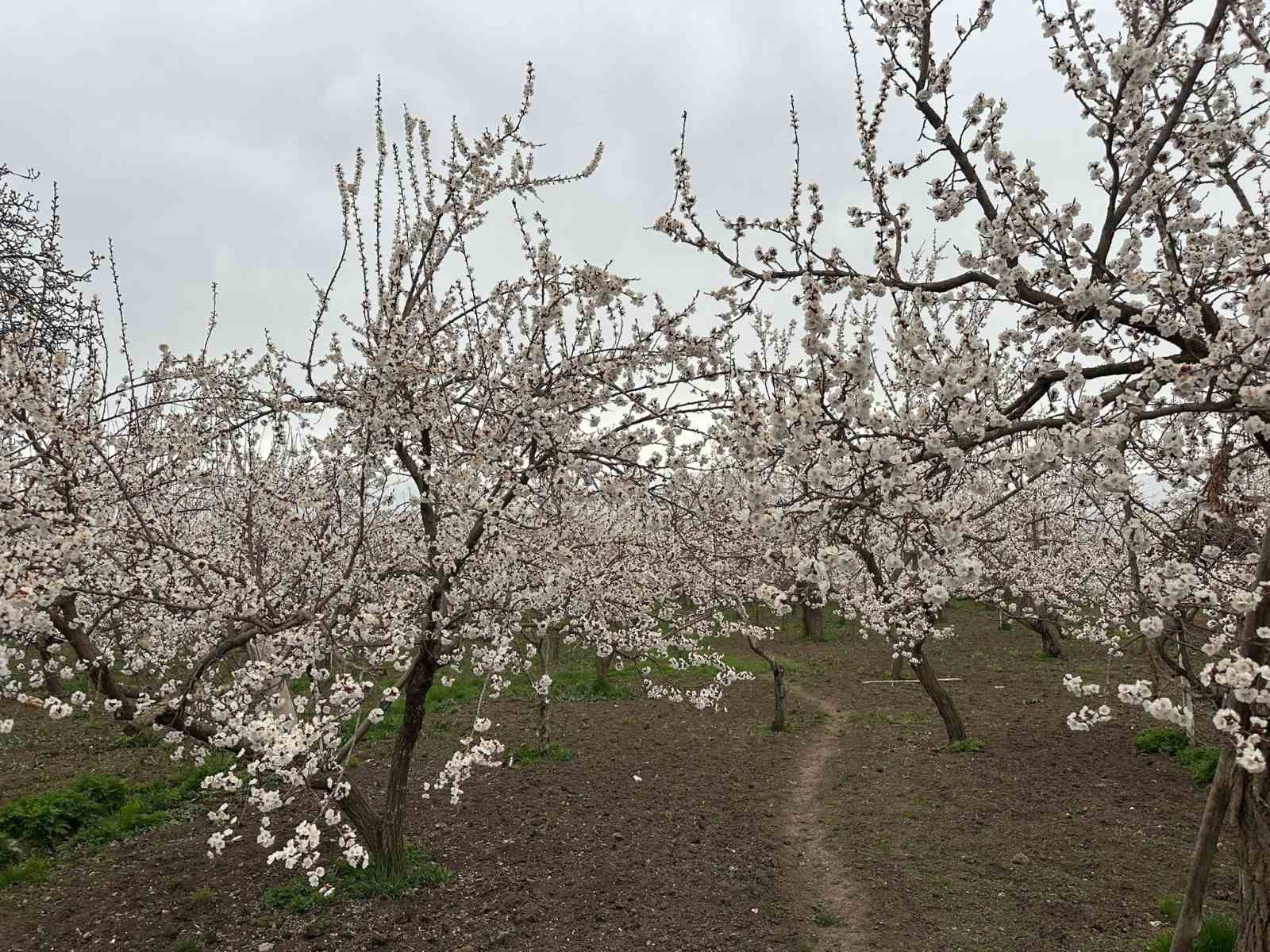 Kars’ta kayısı bahçeleri beyaza büründü: Bereketli sezon umudu
