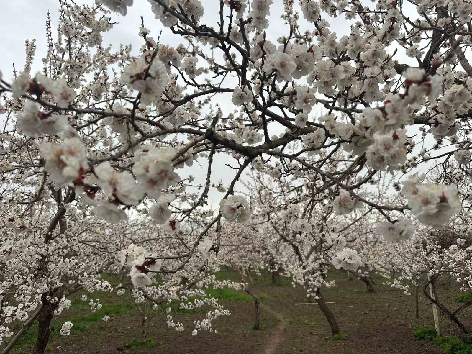 Kars’ta kayısı bahçeleri beyaza büründü: Bereketli sezon umudu
