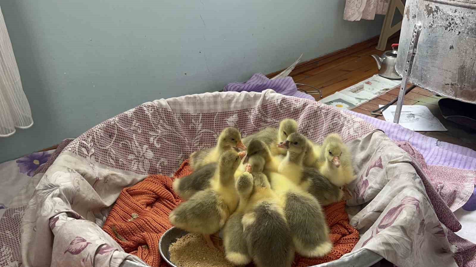 Kars’ta kazlar kuluçkada, köylerde seferberlik başladı
