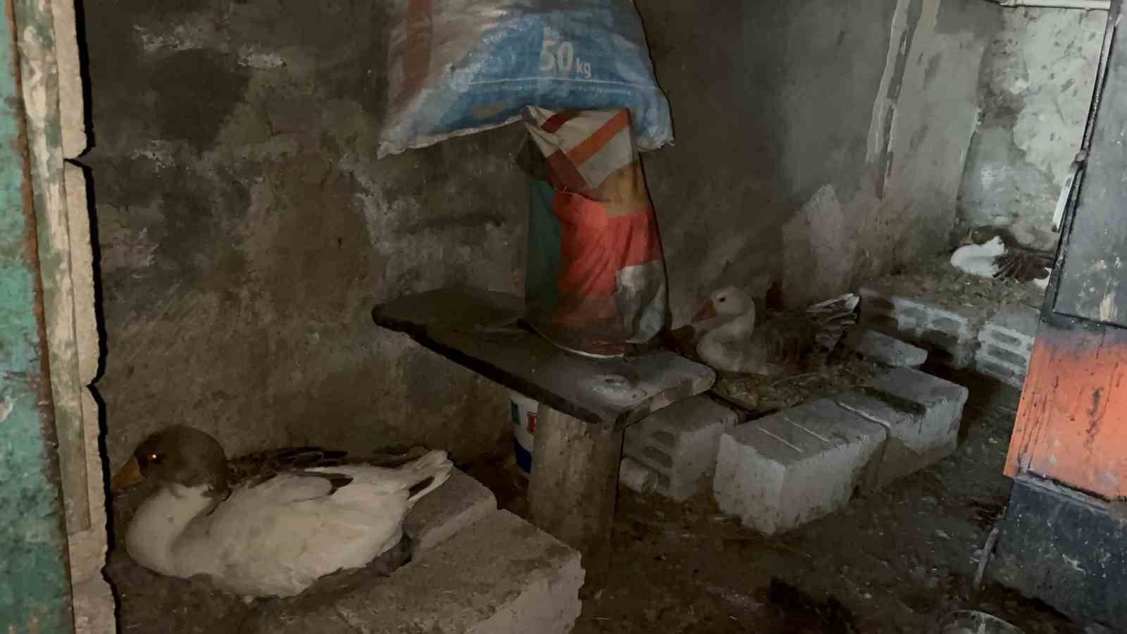 Kars’ta kazlar kuluçkada, köylerde seferberlik başladı
