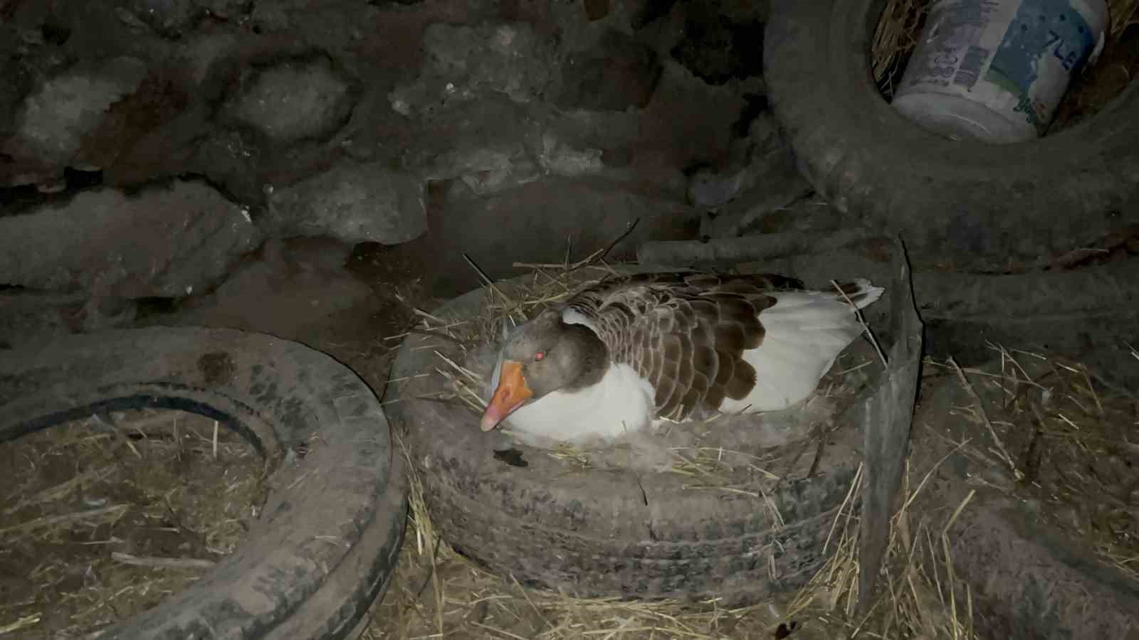 Kars’ta kazlar kuluçkada, köylerde seferberlik başladı
