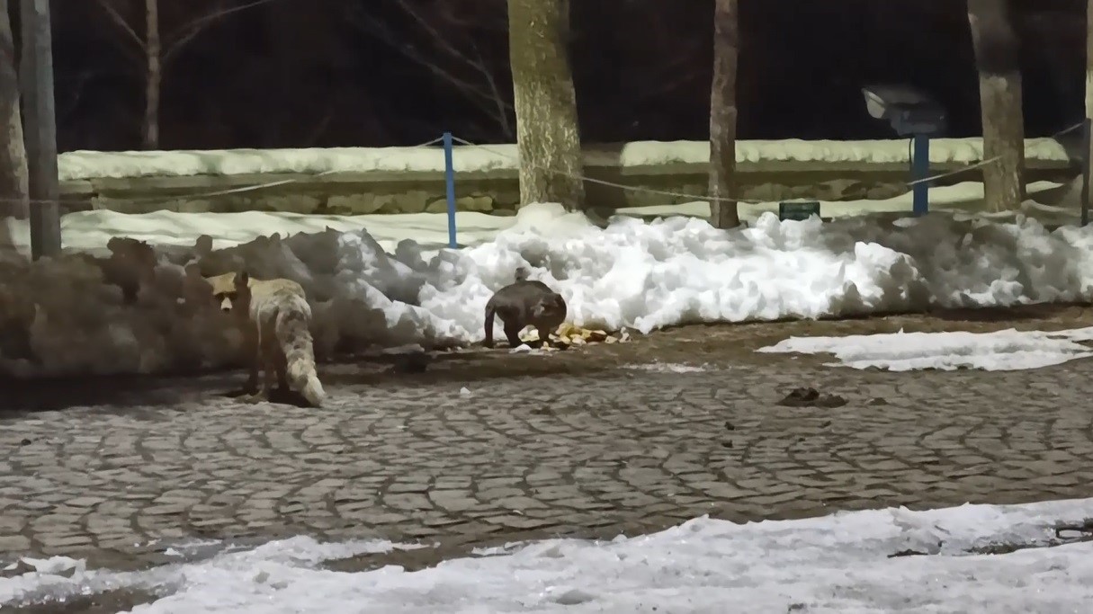 Kars’ta kedi ile tilkinin ilginç karşılaşması kamerada
