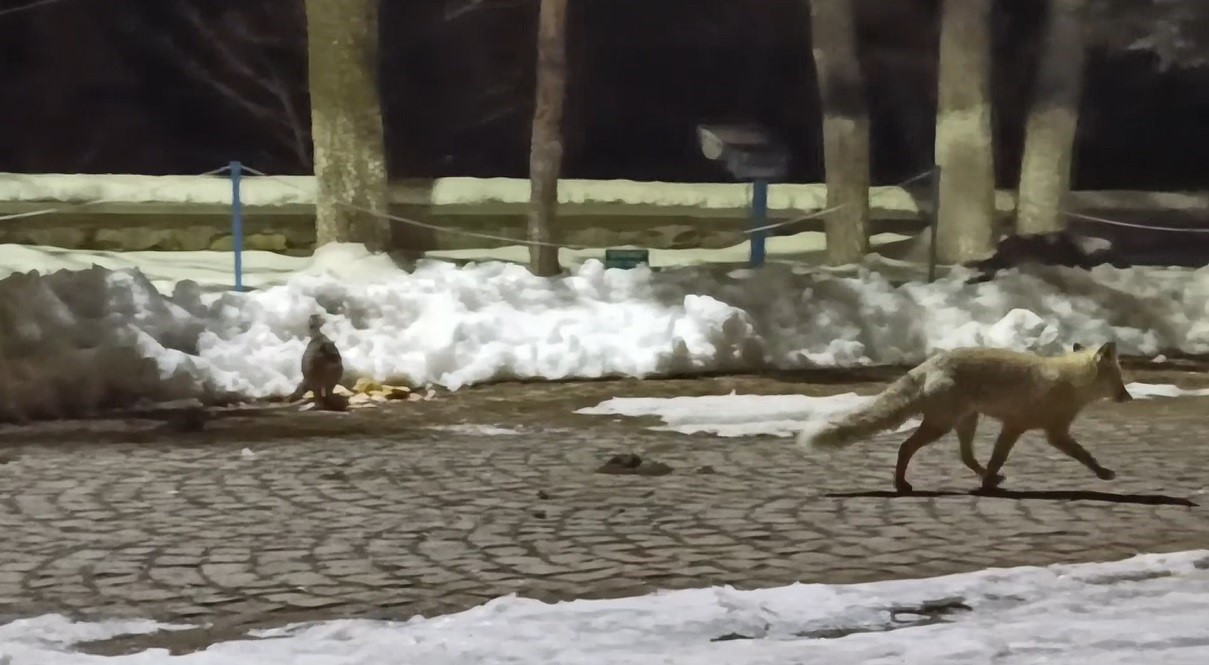 Kars’ta kedi ile tilkinin ilginç karşılaşması kamerada
