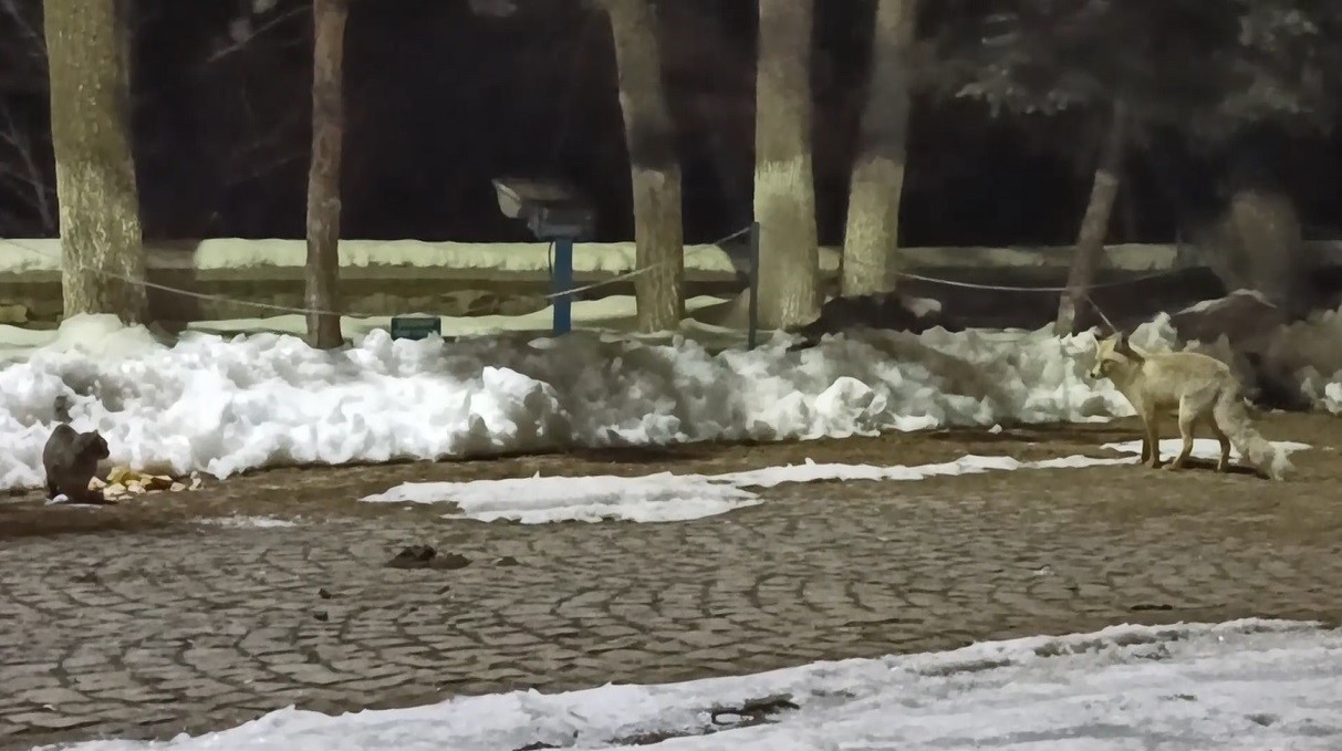 Kars’ta kedi ile tilkinin ilginç karşılaşması kamerada
