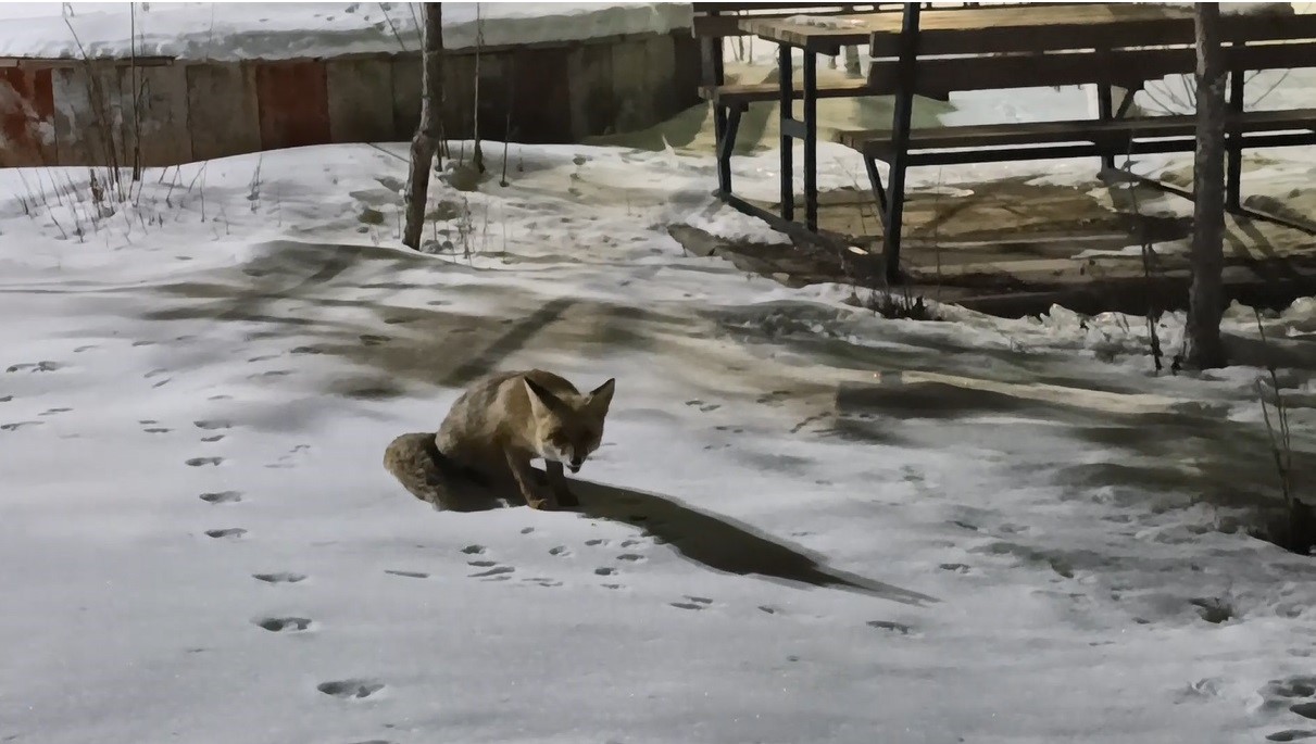 Kars’ta kedi ile tilkinin ilginç karşılaşması kamerada
