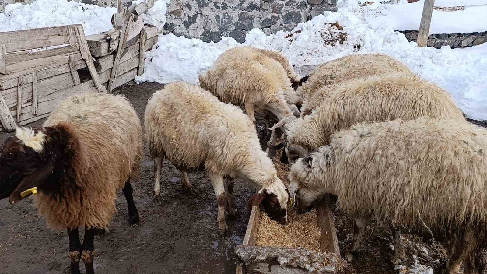 Kars’ta köylerde ahırlar için seferberlik
