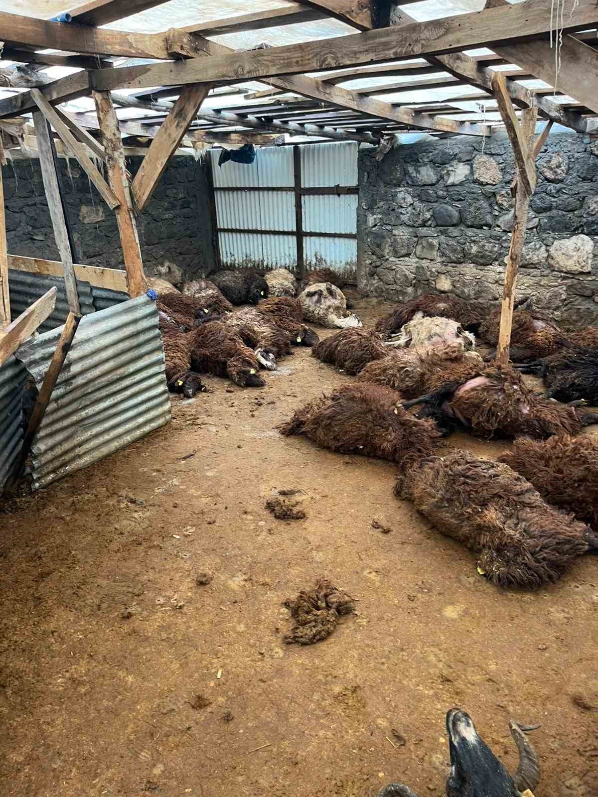 Kars’ta kurt dehşeti: Aç kurtlar 130 koyunu telef etti
