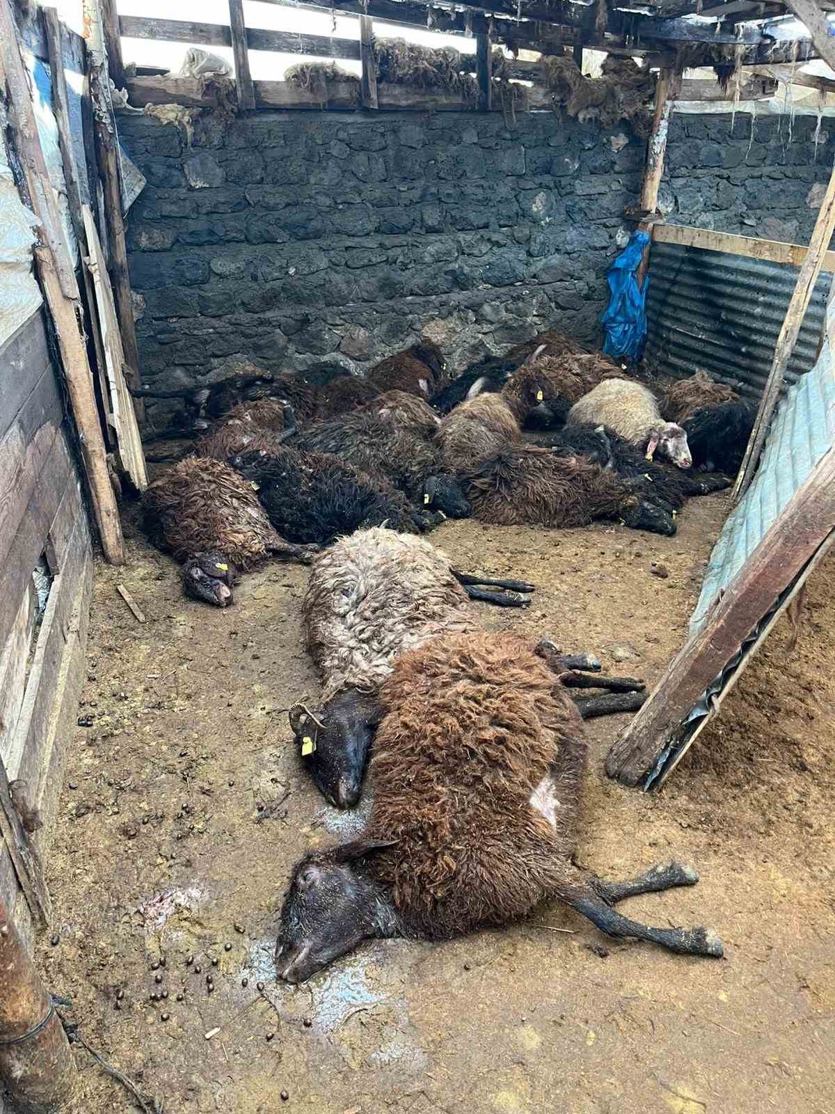 Kars’ta kurt dehşeti: Aç kurtlar 130 koyunu telef etti
