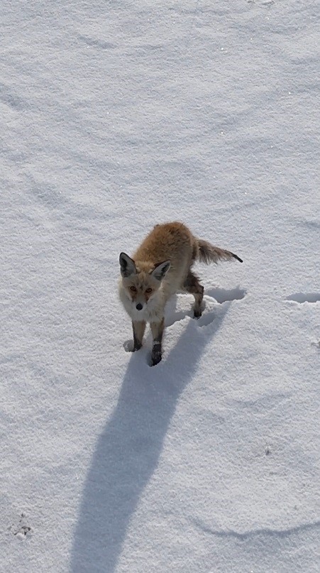 Kars’ta tilkinin dronla imtihanı: Önce baktı, sonra hızla kaçtı
