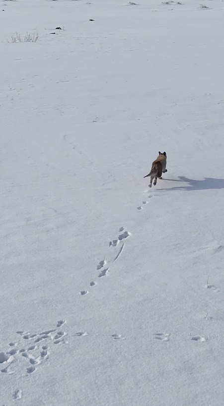 Kars’ta tilkinin dronla imtihanı: Önce baktı, sonra hızla kaçtı
