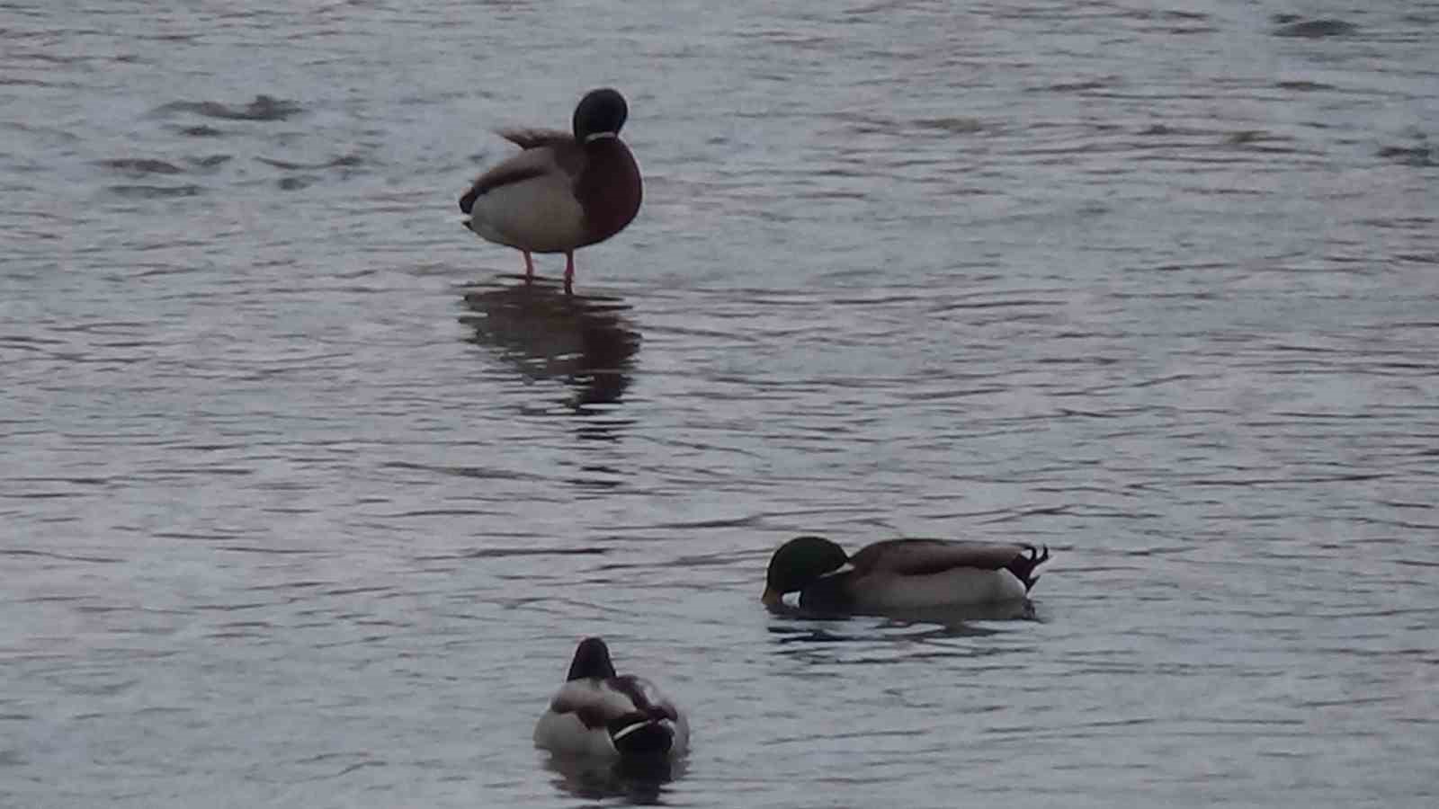 Kars’ta yaban hayatı şehre indi: Yeşilbaş ördeklerin yemek mesaisi kamerada
