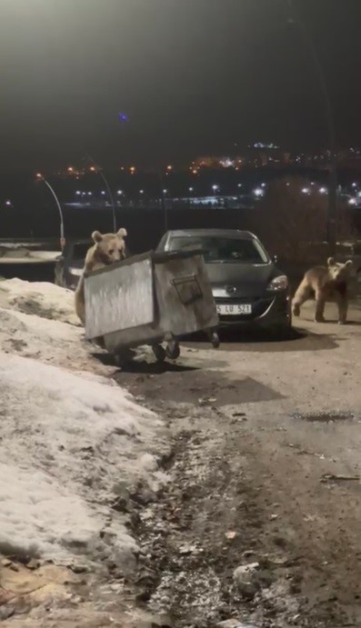 Kars’ta yerleşim bölgesine inen bozayılar çöpte yiyecek ararken görüntülendi
