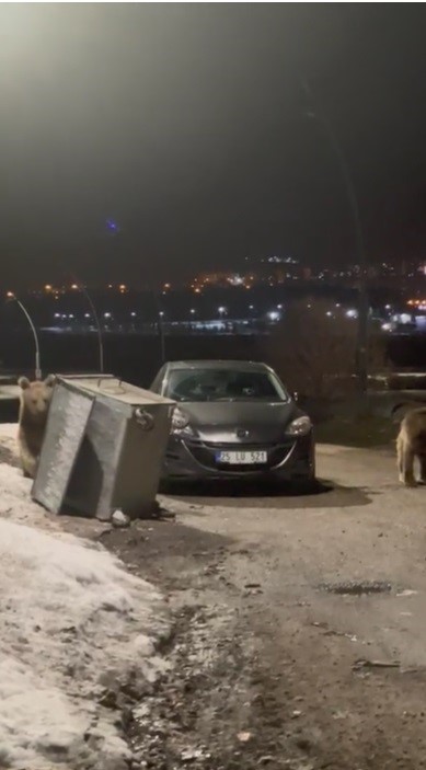 Kars’ta yerleşim bölgesine inen bozayılar çöpte yiyecek ararken görüntülendi
