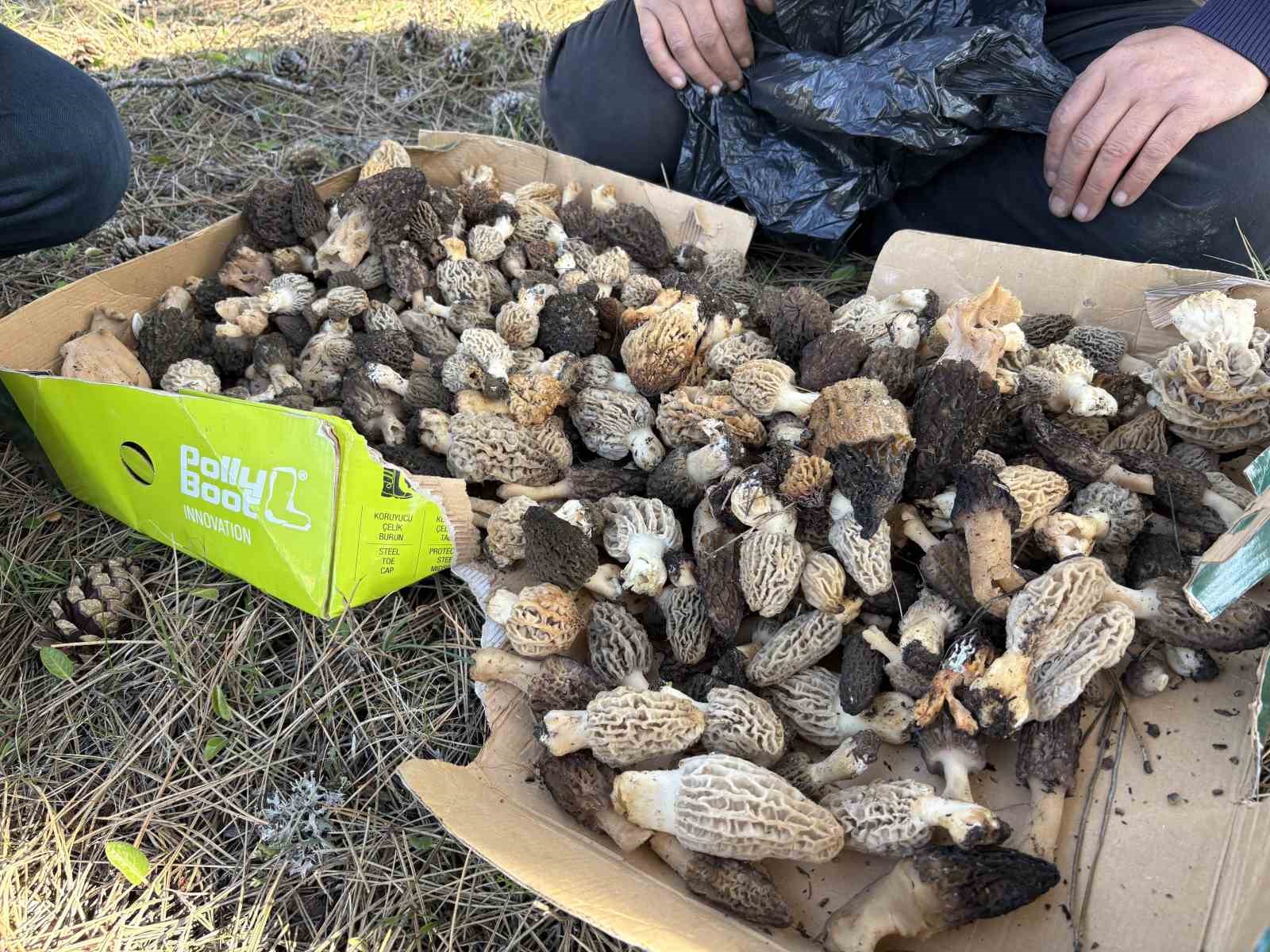 Kastamonu ormanlarında kuzugöbeği mantarı bolluğu
