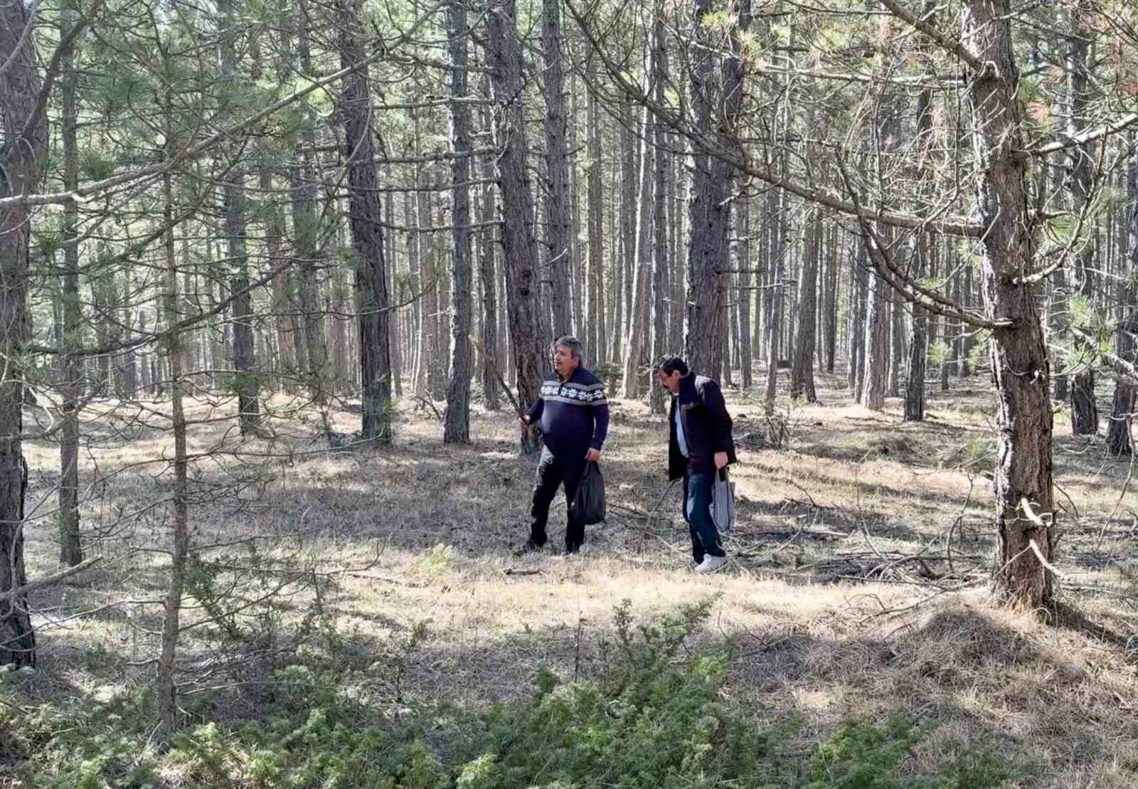 Kastamonu ormanlarında kuzugöbeği mantarı bolluğu
