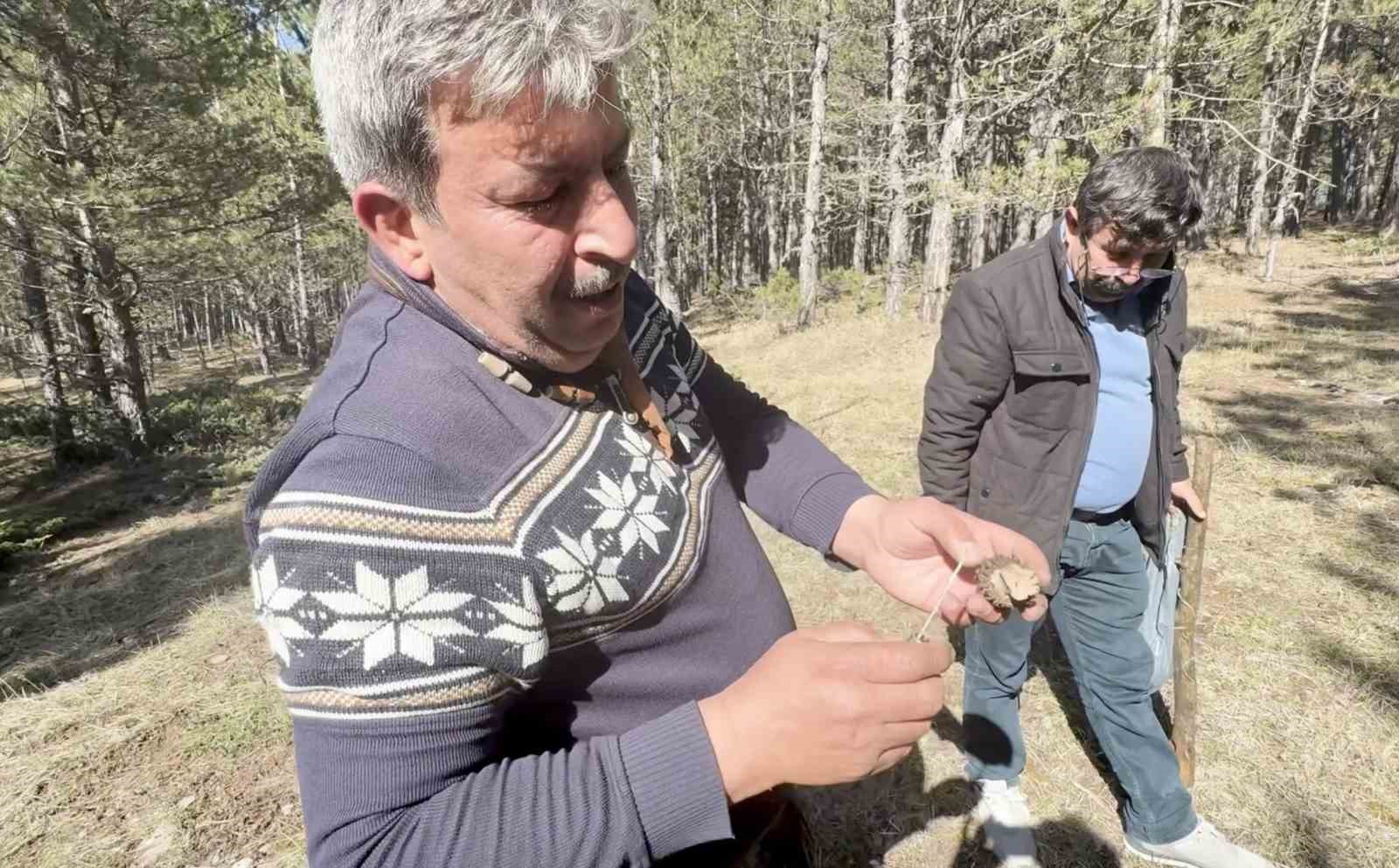 Kastamonu ormanlarında kuzugöbeği mantarı bolluğu
