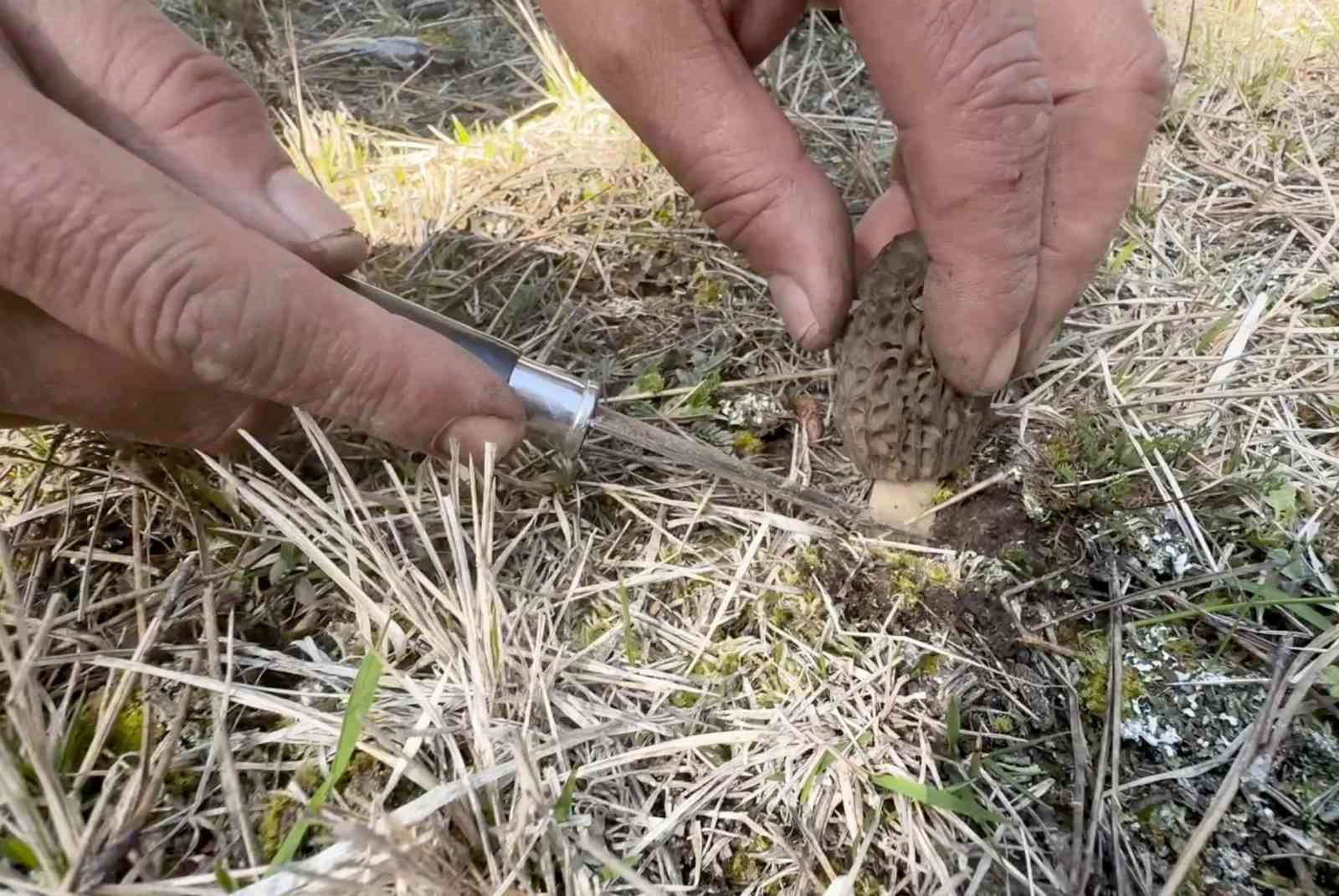 Kastamonu ormanlarında kuzugöbeği mantarı bolluğu
